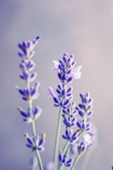 Obraz premium lavender sprigs flowers