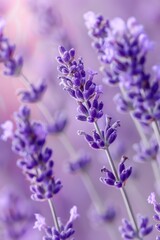 Obraz premium lavender sprigs flowers