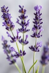 Obraz premium lavender sprigs flowers