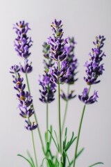  lavender sprigs flowers