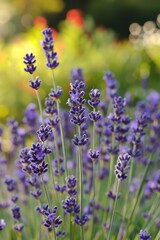 Fototapeta premium lavender sprigs flowers