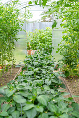 Greenhouse with seedlings of tomatoes, peppers. Tomatoes, peppers growing in modern polycarbonate greenhouse.