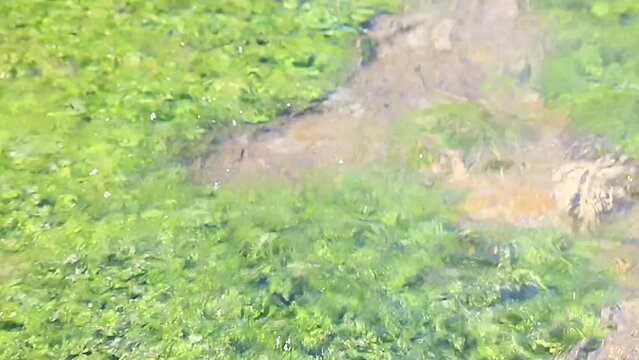 L'eau vive d'un ruisseau