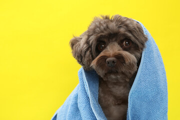 Cute Maltipoo dog wrapped in towel on yellow background, space for text. Lovely pet