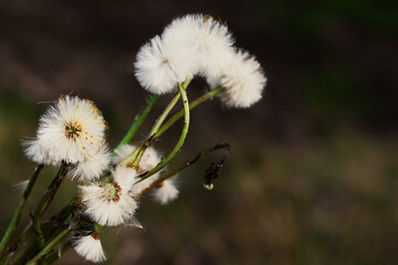 white dandelion flower
