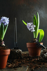 Hyacinths in pots. Spring flowers. Transplanting plants in spring. Garden tools.