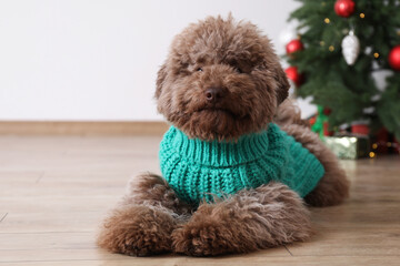 Cute Toy Poodle dog in knitted sweater and Christmas tree indoors, space for text