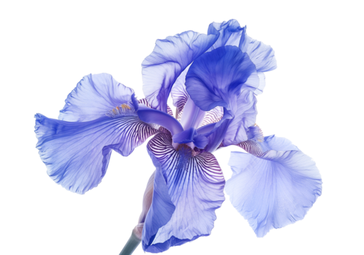 isolated blue iris flower