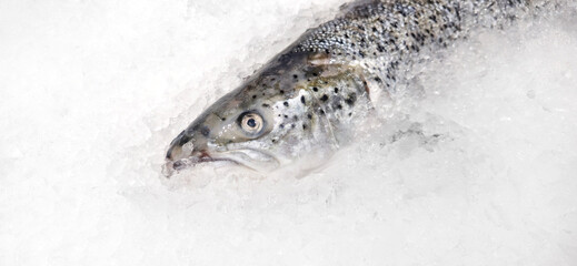 fresh salmon lies in ice on the counter