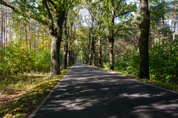 Driving on asphalt road through yellow autumn forest, Germany.
