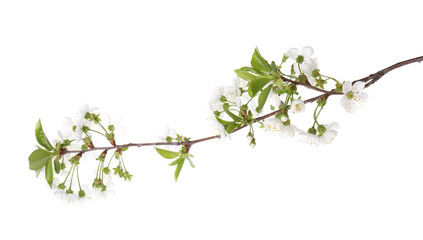 Spring branch with beautiful blossoms and leaves isolated on white