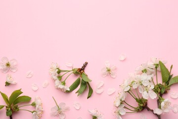 Beautiful spring tree blossoms and petals on pink background, flat lay. Space for text