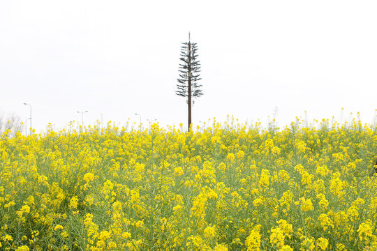 Picturesque spring landscape shot - vast rapeseed (Brassica napus) field with its beautiful blooming bright yellow flowers below a lone tree