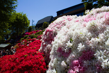 ツツジまつり