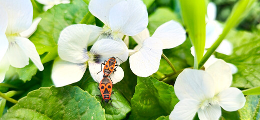 two red beetles love each other on a white flower