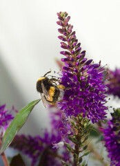 bee working on violet flower