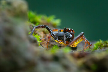 wide-jawed jumping spider from genus parabathippus on mossy rock, natural bokeh background