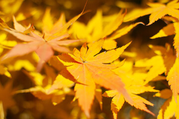 yellow maple leaves