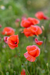 Obraz premium Field of red poppies in bright evening light. Poppies in the field at sunset.