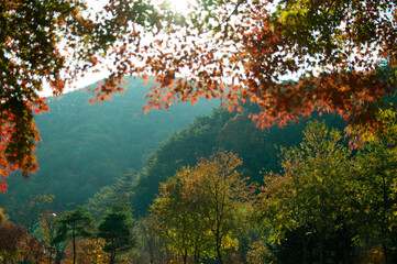autumn in the forest