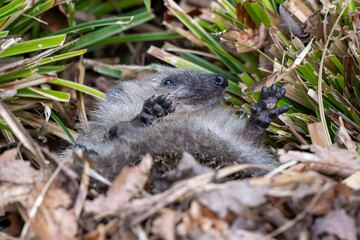 Hedgehog waking up