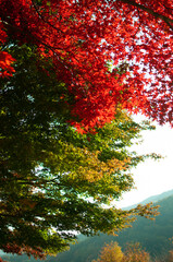 autumn in the forest