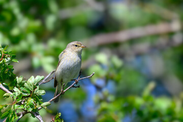 Chiffchaff, Phylloscopus collybita, perched on a tree branch