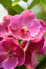 Beautiful pink orchid flower decoration in the tropical garden