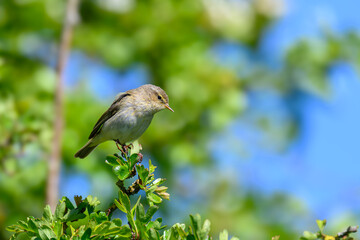 Chiffchaff, Phylloscopus collybita, perched on a tree branch
