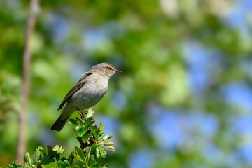 Chiffchaff, Phylloscopus collybita, perched on a tree branch