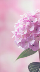 色鮮やかなピンク色の夏のアジサイ