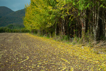 cropped field in the forest