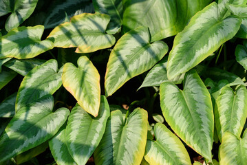 Fresh green leaf background in a tropical rainforest