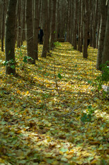 autumn in the forest