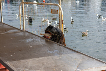 lobo marino en punta del este