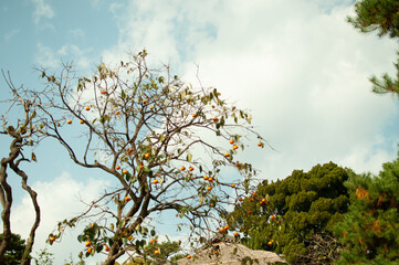 korean old town village tree and sky