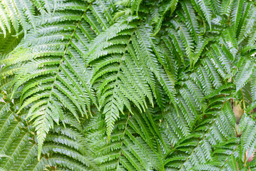 Abstract background texture of tropical leaves, green fern family