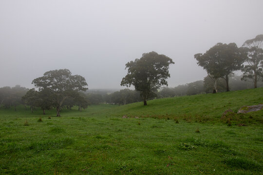 green paddocks with trees and grey foggy skies