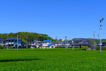 静岡県磐田市の春の茶畑