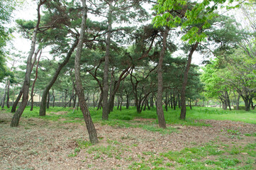 pine tree in korean oil royal garden