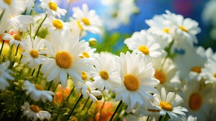Fototapeta premium spring meadow bursting with wildflowers,