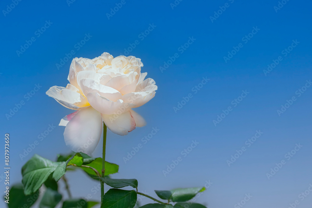 Poster White rose in full bloom with a bright blue sky