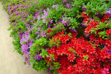 flowers in the garden