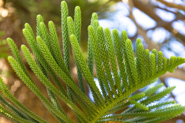 Branch of Norfolk Island pine. Bright foliage from a mature tree of Araucaria heterophylla....