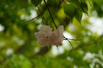 cherry tree in spring