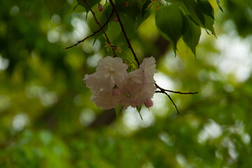 cherryleaves and blossom in green spring