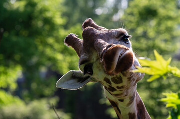 portrait of giraffe