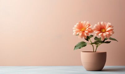 Fototapeta premium A terracotta pot with a blooming flower, placed against a plain, pastel background, creating a peaceful and inviting space for garden lovers.
