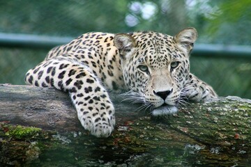 leopard in the jungle tree