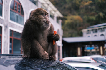 monkey, sichuan, chengdu 